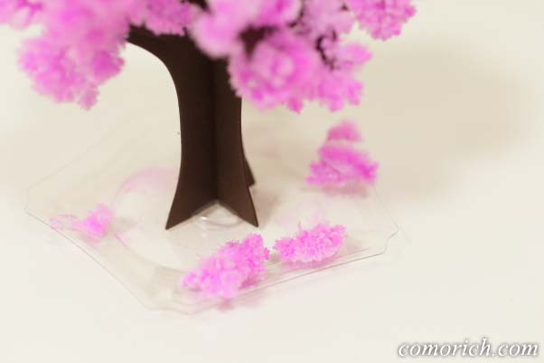 12時間で咲く不思議な『マジック桜』